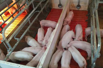 博萊仔仔寶&mdash;&mdash;7-60日齡乳仔豬教槽、誘食、促長專家